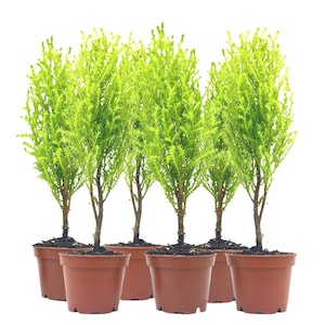 May include: Five potted green cypress trees in brown pots. The trees are all about the same size and have a similar shape.