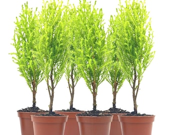 6-PK Live Dwarf Lemon Cypress, Cupressus macrocarpa ‘Goldcrest Wilma,’ Live Indoor Tree, Houseplant, Fragrant Plant, 2.5-in Pot(s)