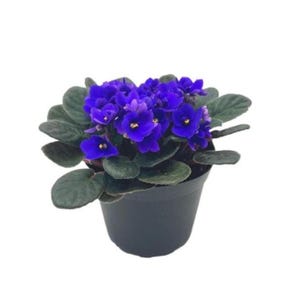 6” African Violet with Blue Flowers, Saintpaulia ionantha – Houseplants, Flowering Plants, Perennials