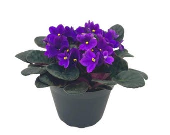 6” African Violet with Dark Purple Flowers, Saintpaulia ionantha - Houseplants, Flowering Plants, Perennials