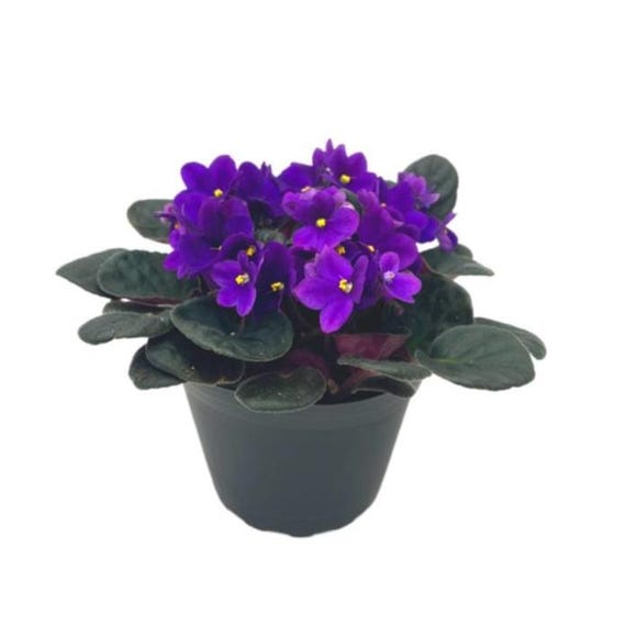 6” African Violet with Dark Purple Flowers, Saintpaulia ionantha - Houseplants, Flowering Plants, Perennials