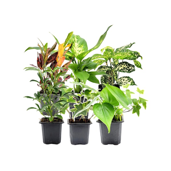 6PK 3”-Pot Live Plant Collection, No Duplicates for up to Three Packs (18 Plants), Live Indoor Houseplants, Live House Plants, Easy to Grow