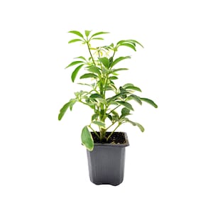 May include: A small potted plant with green and yellow variegated leaves. The plant is in a black plastic pot.