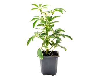 Schefflera arboricola 'Moondrop', Umbrella Tree, Air Purifier 3” Pot