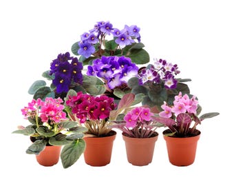 African Violet Plant 8-Pack, 4” Pot, Assorted Colors