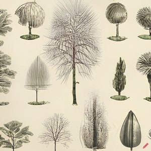 botanical vintage sketch tree