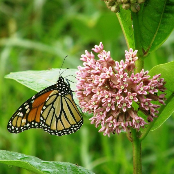 Graines d'Asclépiade commune - Asclepias syriaca 30 graines - Plante hôte du monarque, une espèce en voie de disparition ! Sans danger pour les abeilles et les pollinisateurs, sans produits chimiques