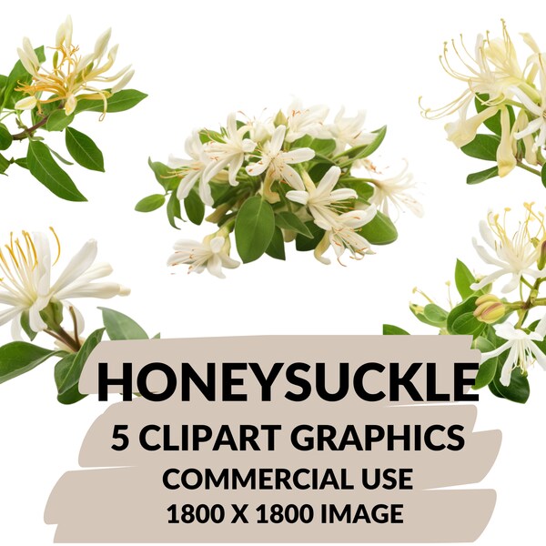 Honeysuckle Clipart | Honeysuckle PNG Files | Instant Download | Commercial Use | Instant Download | Digital Download | PNG 1800x1800