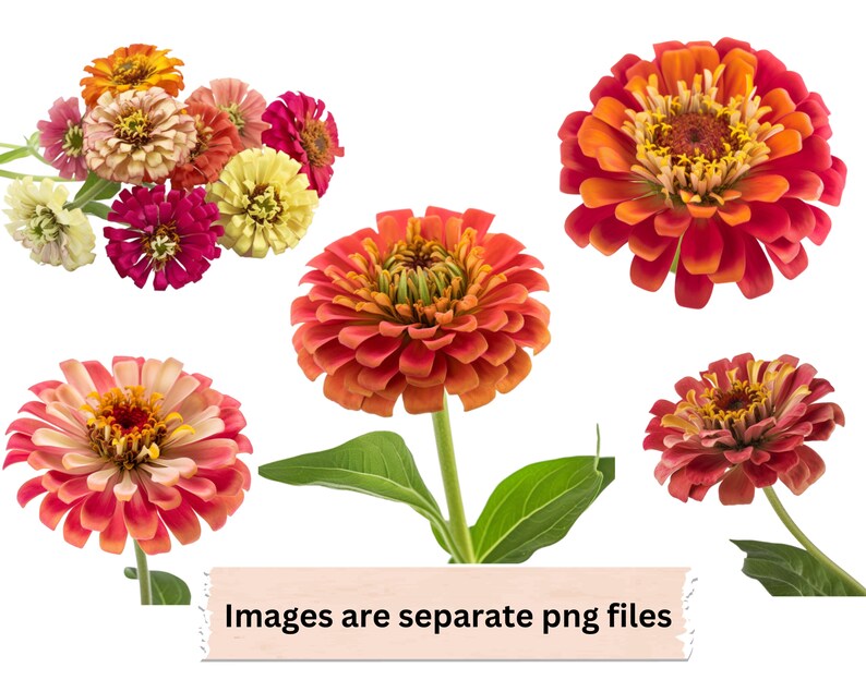 Zinnia Clipart Zinnia PNG Files Instant Download Zinnia Commercial Use