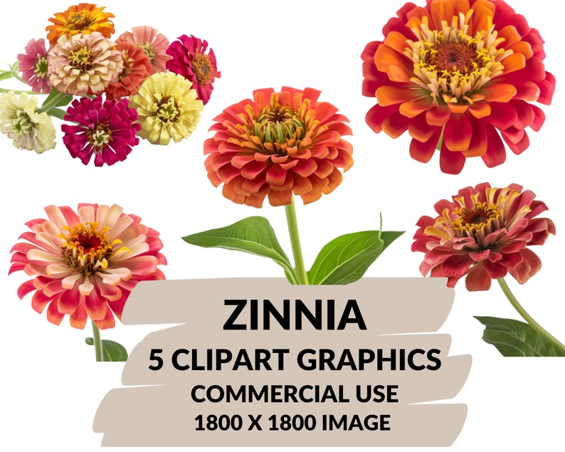 Zinnia Clipart Zinnia PNG Files Instant Download Zinnia Commercial Use