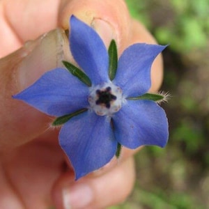 Esencia de flor de borraja 'Corazón valiente'