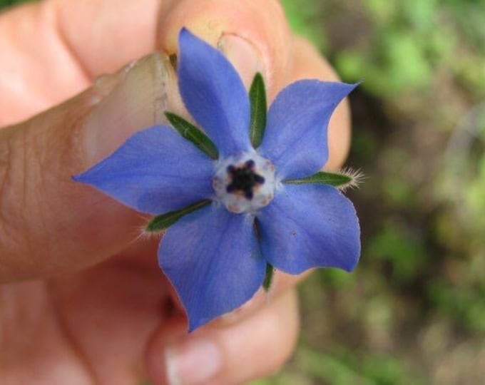 Featured listing image: Borage Flower Essence 'Courageous Heart'