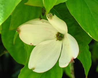 Dogwood Flower Essence