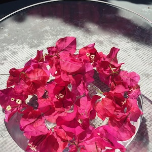 Esencia de flor de buganvilla