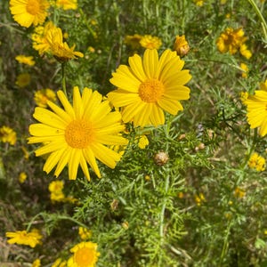 Esencia de flor de margarita de California
