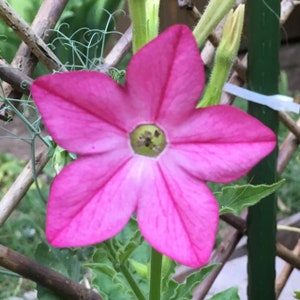 Esencia de flor de jazmín rosa y tabaco