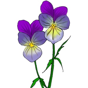 Viola Flower Essence