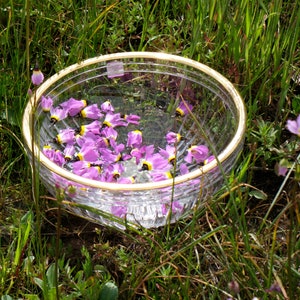 Shooting Star Flower Essence