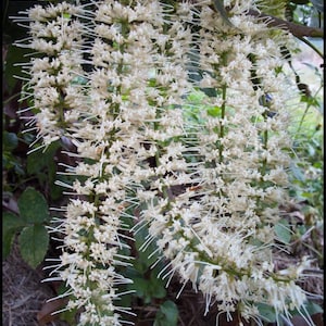 Esencia de flor de nuez de macadamia