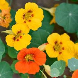 Esencia de flor de capuchina