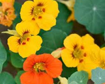 Nasturtium Flower Essence