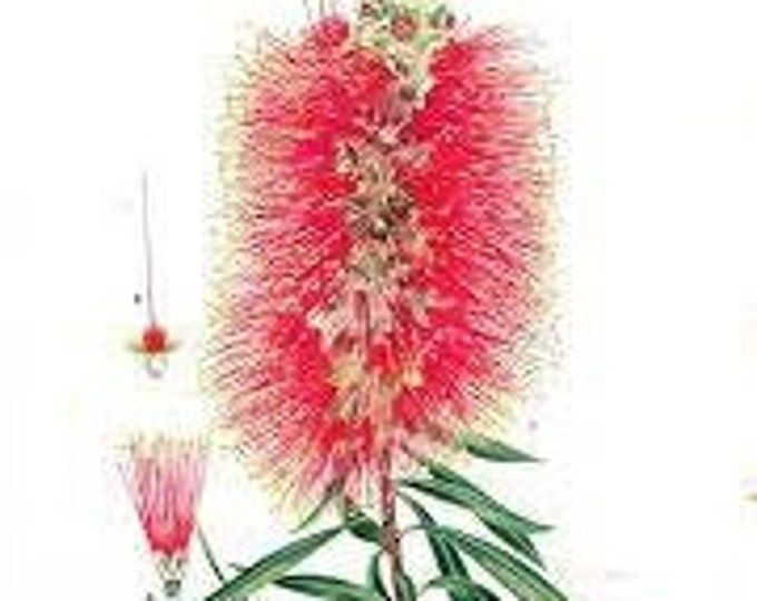 Featured listing image: Bottlebrush Flower Essence