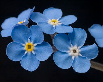 Forget-me-not Flower Essence