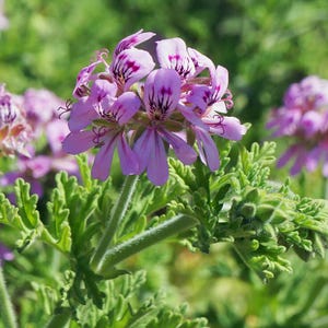 Rose Geranium Flower Essence
