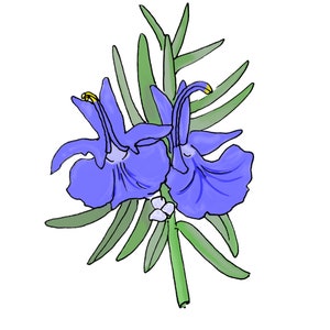 Rosemary Flower Essence