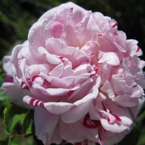 Rose D&#39;Ispahan Flower Essence