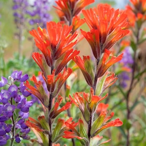 Indian Paintbrush Flower Essence