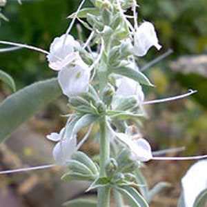 White Sage Flower Essence
