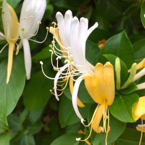 Esencia de flor de madreselva