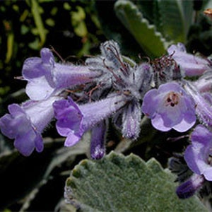 Yerba Santa Flower Essence