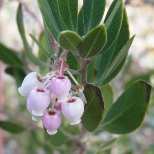 Manzanita Blüten Essenz
