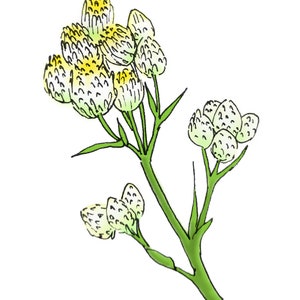 Pearly Everlasting Flower Essence