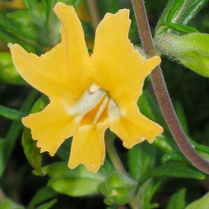 Sticky Monkeyflower Flower Essence
