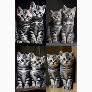 Kittens - American Shorthair - 4 images included - multiple sizes