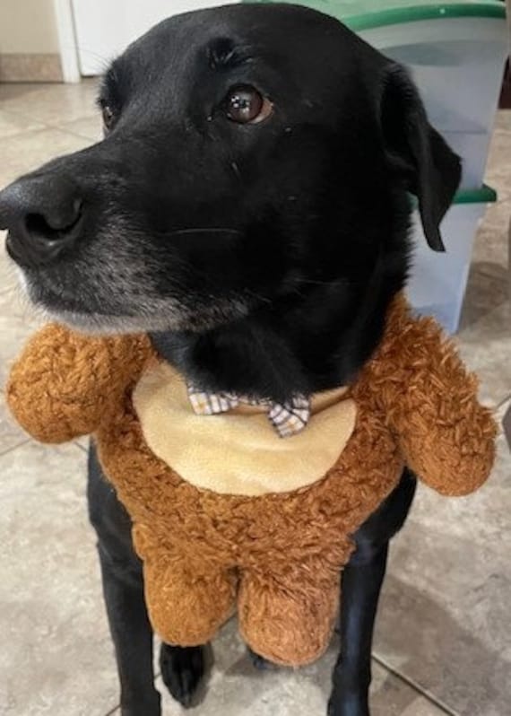 Dog Teddy Bear Costume Size Small