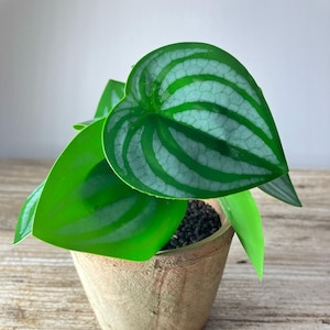 May include: A small green houseplant with variegated leaves in a terracotta pot. The plant has a heart-shaped leaf with white stripes.