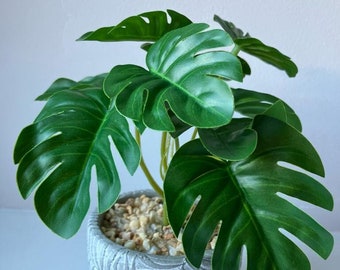 Mini Monstera-bukett med eller utan ormbunkskruka