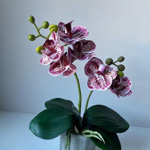 Arreglo de orquídeas Phal mini de 2 tallos - Moteado rosa