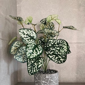 Hypoestes Phyllostachya Large Bunch With Or Without Pot