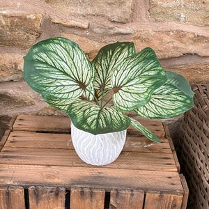 Brunnera Leaf Bunch In Green With Or Without Pot