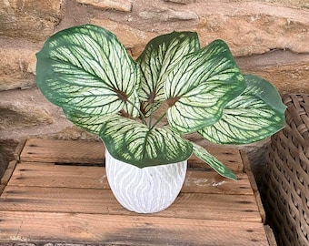 Brunnera Leaf Bunch In Green With Or Without Pot