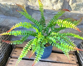 Artificial Fern (Large) Bunch 36cm