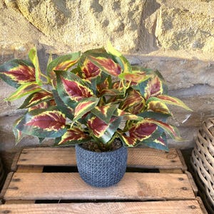 Coleus Orb Leaf Bunch With Or Without Pot