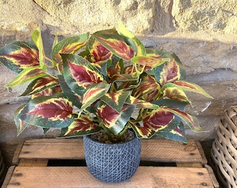 Coleus Orb Leaf Bunch With Or Without Pot