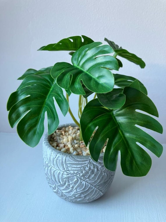Mini Monstera Strau mit oder ohne Farntopf - Etsy.de