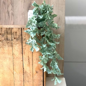 Puede incluir: Una planta verde de hojas con un fondo gris claro. La planta cuelga de una caja de madera.